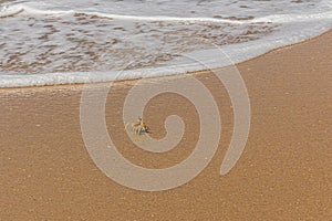 The ghost crab Ocypode brevicornis also known as sand or beach crab. Ocypode brevicornis is a native to the Indian Ocean photo