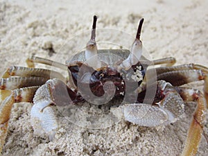 Ocypode ceratophthalma or Horn-eyed ghost crab.