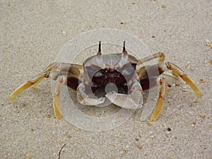 Ocypode ceratophthalma or Horn-eyed ghost crab.