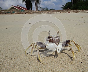 ocypode ceratophthalma