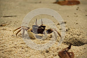 An Ocypode ceratophthalmus or Horn-Eyed Ghost Crab