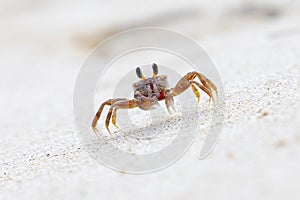 An ocypode crab on the sand of a beach