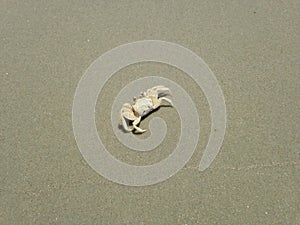 Ocypode Quadrata (Atlantic Ghost Crab) on Sand.