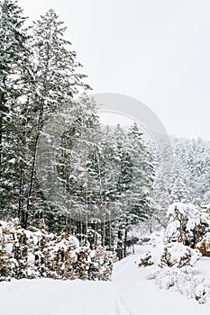 Odaesan mountain winter snowy forest in Pyeongchang, Korea