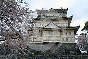 Odawara Castle and cherry blossoms