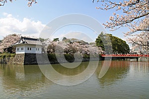 Odawara Castle and cherry blossoms