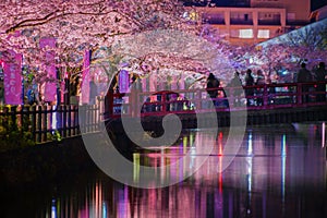 Odawara Castles moat cherry blossoms