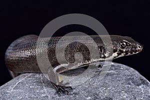Odd-chinned Giant Skink Eugongylus mentovarius