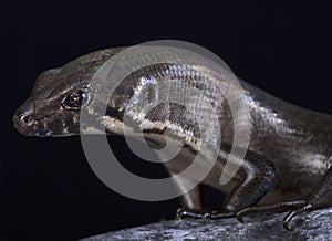 Odd-chinned Giant Skink Eugongylus mentovarius