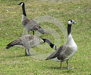 Odd Colored Canada Goose