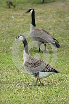 Odd Colored Canada Goose