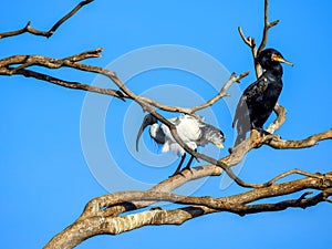 The odd couple, black and white bird in the tree