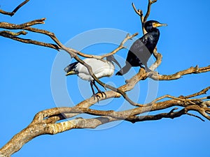 The odd couple, black and white bird in the tree Australian birds White ibis and great cormorant