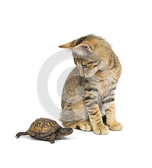 Odd couple - kitten and turtle