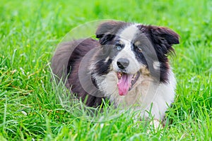 Odd eye border collie lying in grass