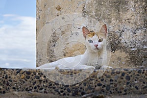 Odd eyed cat watching people passing by