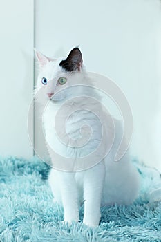 Odd eyed white cat sitting on a light blue blanket indoor