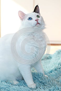 Odd eyed white cat sitting on a light blue blanket indoor sideways