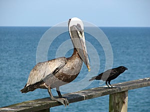 Odd friends, pelican and black bird.