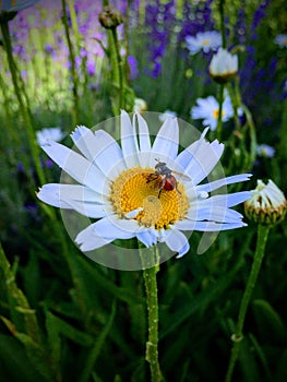 Odd looking Fly with a Red with black dots collecting nectar and pollen from white and yellow daisy in cottage Garden in Utah