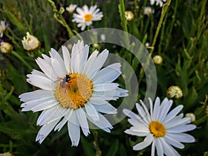 Odd looking Fly with a Red with black dots collecting nectar and pollen from white and yellow daisy in cottage Garden in Utah