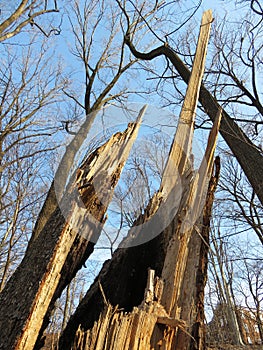 Odd Looking Tree Stump