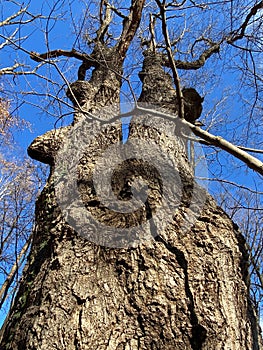 Odd Looking Trees and Blue Sky