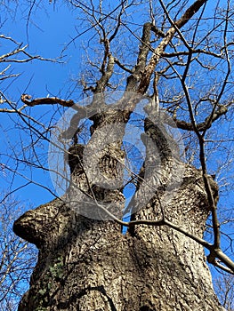 Odd Looking Trees and Blue Sky in Winter