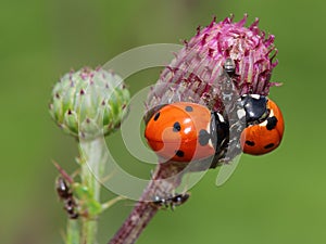 odd-man-out (two ladybirds and ant)