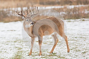 Odd rack of whitetail buck standing in snow