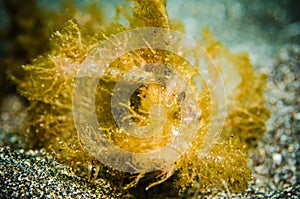 Odd shape fish bunaken north celebes indonesia underwater pteroidichtys sp.