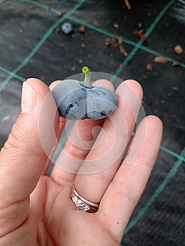 Odd shaped Canadian blueberry in a hand