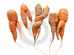 Odd shaped carrots isolated on white