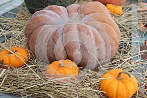 Odd shaped pumpkin gourd