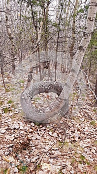 Odd shaped tree in bush