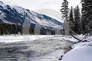 Odd and strange tree growth formation along the banks of the Kootenay River in Kootenay National Park during winter