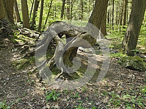 Odd Tree in the Appalachian Forest.