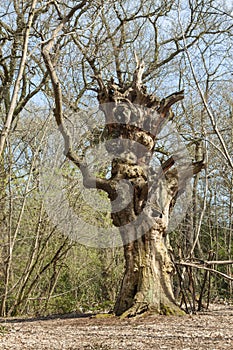 An Odd twisted human like tree