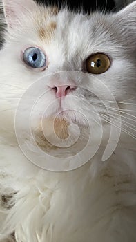 oddeyes cat