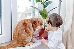 Oddler boy with ginger cat near ficus on window sill