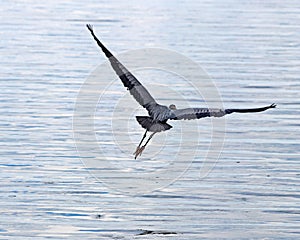 An oddly graceful take off as a Great Blue heron flies out over Hancock lake