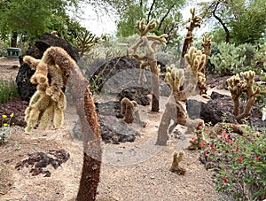 Oddly shaped cactus plants in the desert