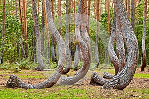 Oddly shaped pine trees in Crooked Forest, Poland photo
