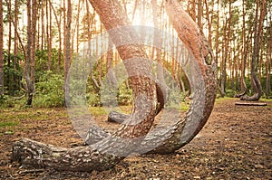 Oddly shaped pine trees in Crooked Forest at sunset, Poland