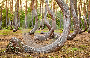 Oddly shaped pine trees in Crooked Forest at sunset, selective focus, Poland