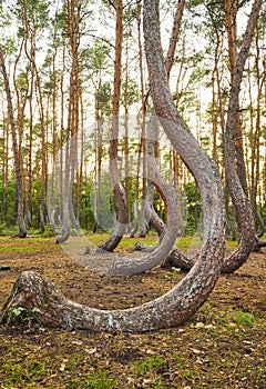 Oddly shaped pine trees in Crooked Forest at sunset, selective focus, Poland