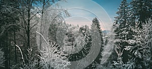 Odenwald Forest in winter