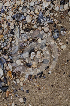 Odesa, Ukraine. On March 20, 2024, many different and colorful shells lie on the Black Sea embankment