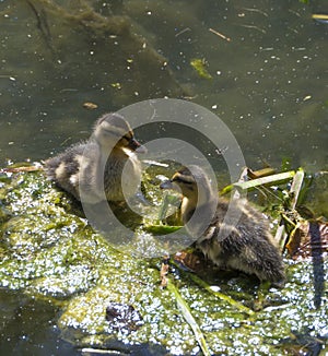Odiham Ducklings on Basingstoke Canal