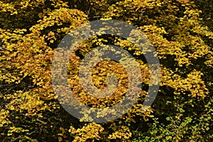 Odintsovo. autumn forest. trees in the forest. yellow foliage.